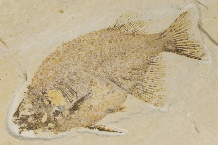 Fossil Fish (Phareodus) - Uncommon Species #198389